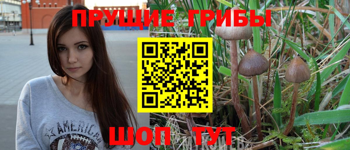 Кизляр  купить закладку  Вход с VPN  Псилоцибиновые грибы Psilocybe 